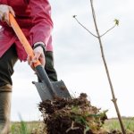 Kiedy sadzić drzewa owocowe — jesienią czy wiosną? Praktyczny przewodnik do obfitych zbiorów