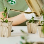 Zielony dom bez plastiku: biodegradowalne doniczki, które rosną razem z Twoimi roślinami