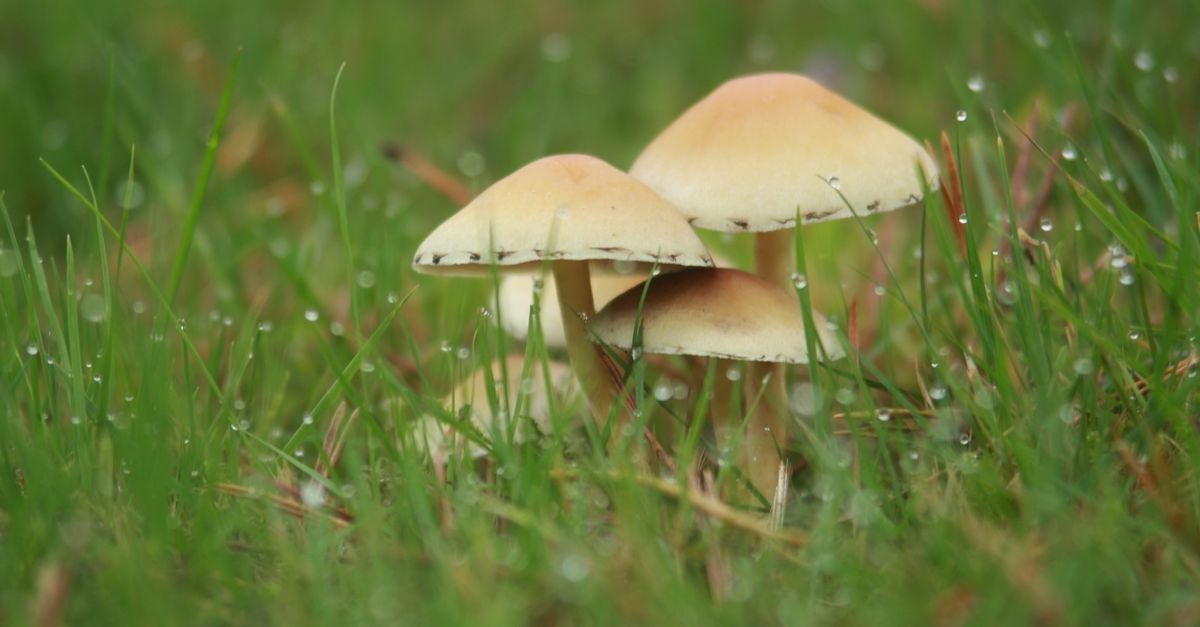 Z kuchni do ogrodu: domowe opryski, które pokonają grzyby i uratują Twoje rośliny