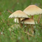 Z kuchni do ogrodu: domowe opryski, które pokonają grzyby i uratują Twoje rośliny