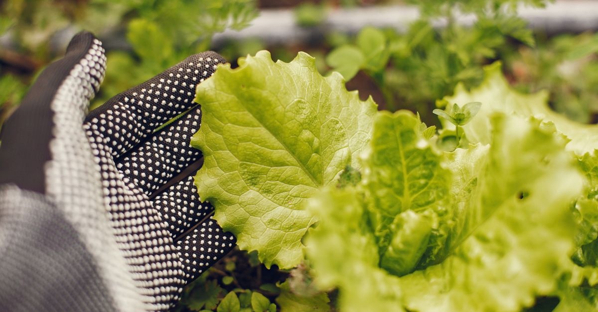 Mikroogród w rytmie permakultury: plony, spokój i piękno tuż za progiem