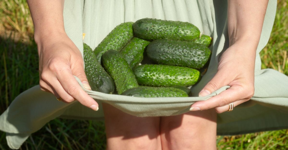 Pomidory i ogórki w formie: 10 domowych, naturalnych odżywek na wielkie zbiory