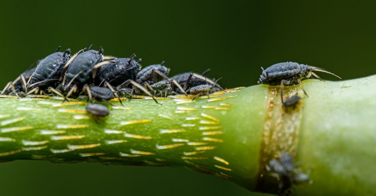 Pożegnaj mszyce naturalnie: 12 sposobów, które uratują Twój ogród bez grama chemii