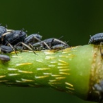 Pożegnaj mszyce naturalnie: 12 sposobów, które uratują Twój ogród bez grama chemii